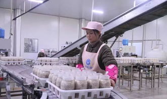 西南地區最大食用菌工廠化項目在萬盛投產，引領產業升級與融合發展
